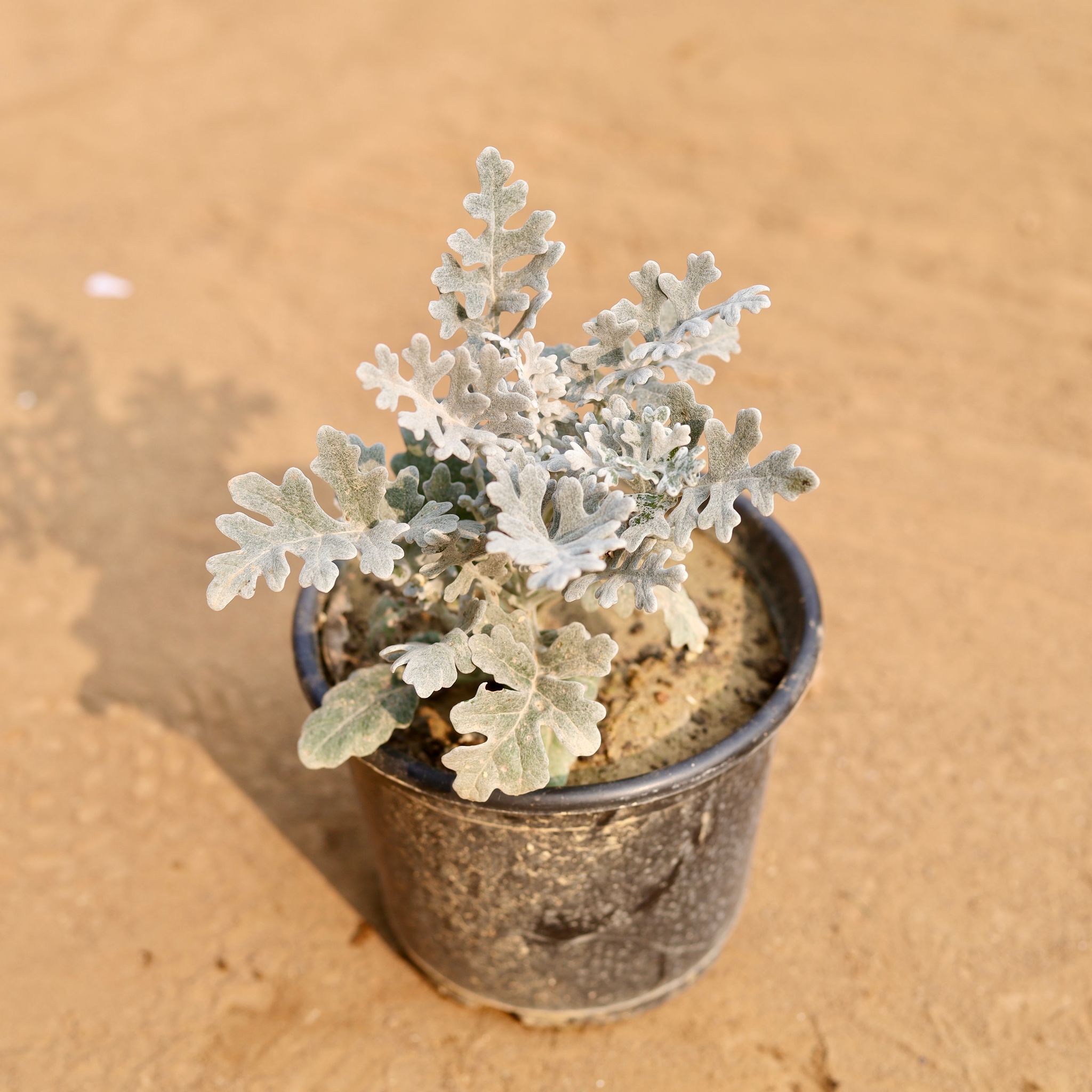 Silver Dust in 6 Inch Nursery Pot