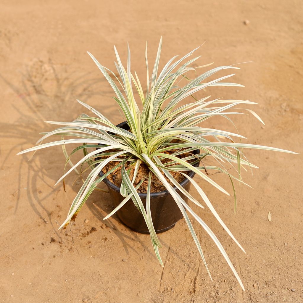 Buy Ophiopogon Japonicus in 6 Inch Nursery Pot | Urvann.com Ophiopogon Japonicus in 6 Inch Nursery Pot