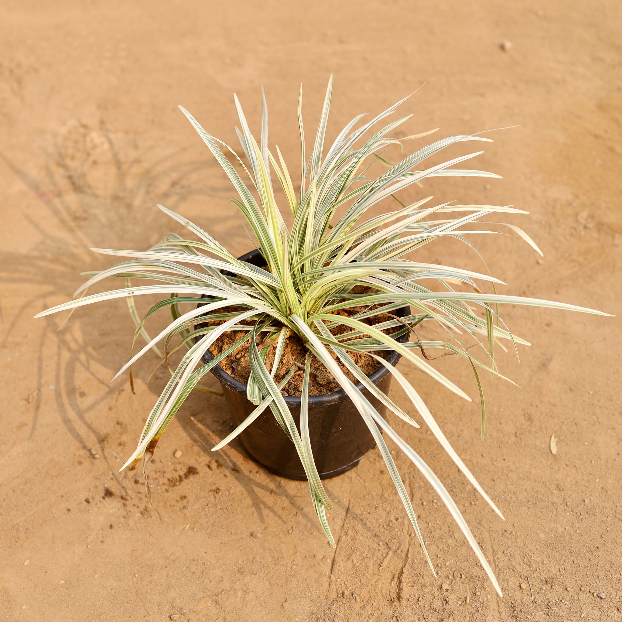 Ophiopogon Japonicus in 6 Inch Nursery Pot