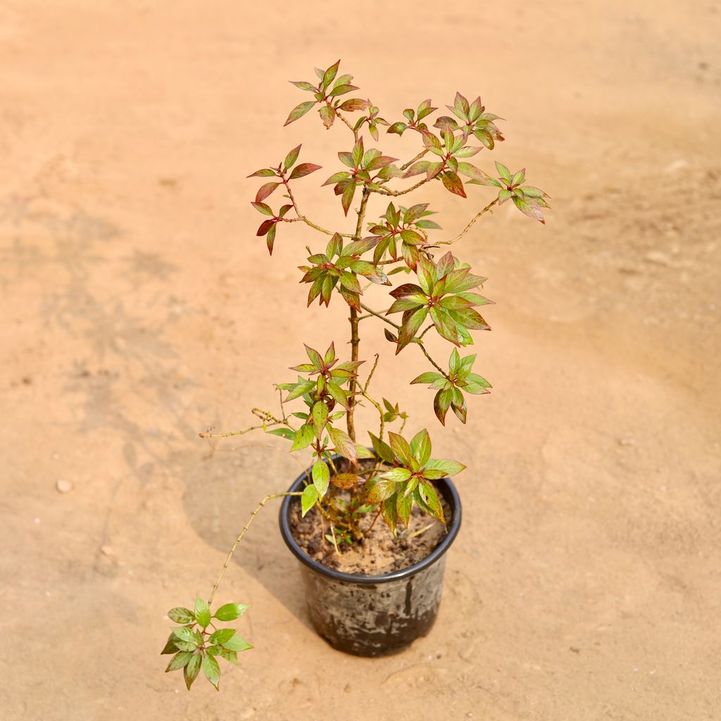 Hamelia / Firebush (Any Colour) in 6 Inch Nursery Pot