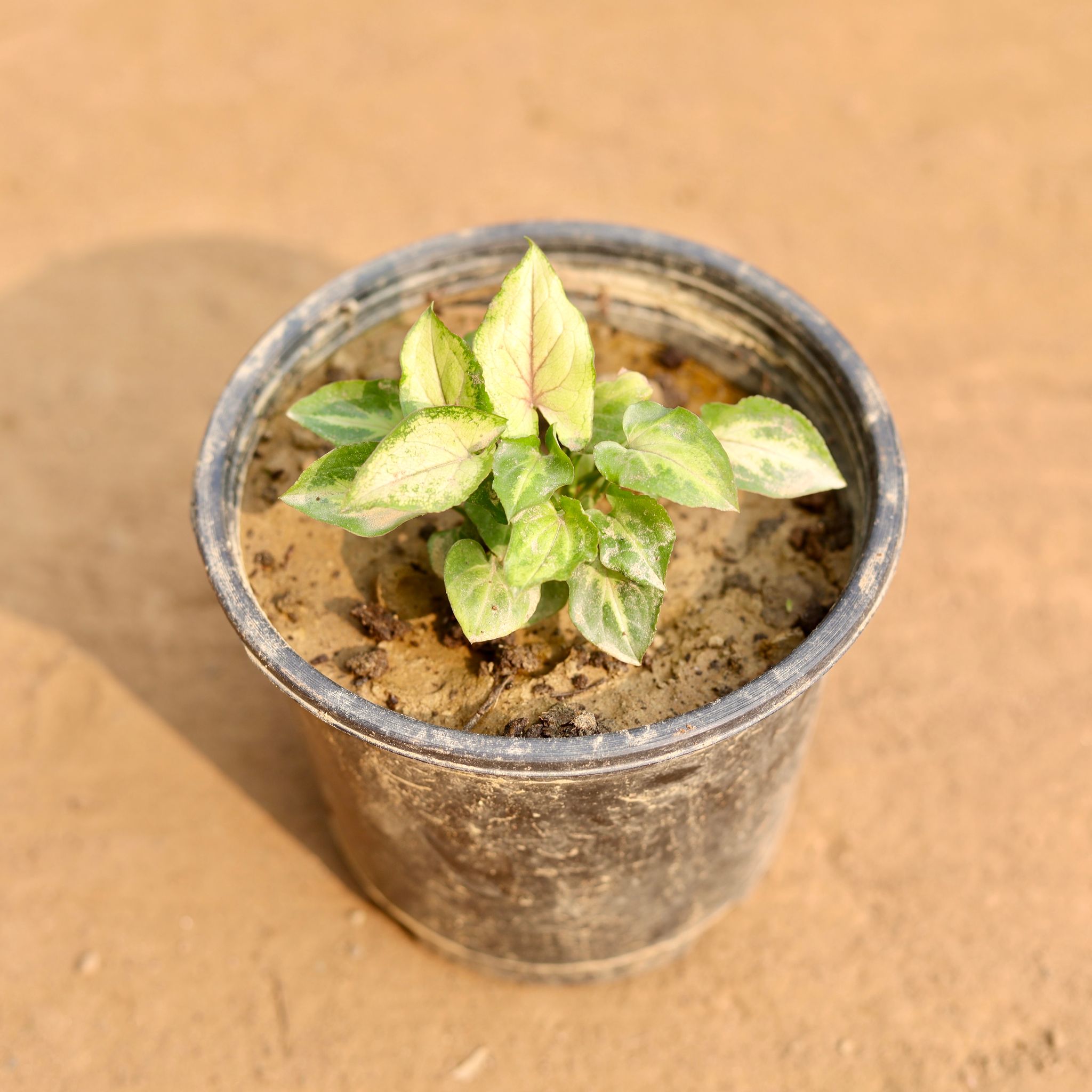Syngonium White in 5 Inch Nursery Pot
