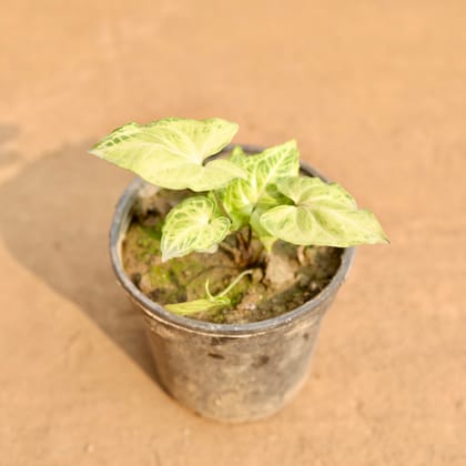 Buy Syngonium Green in 5 Inch Nursery Pot | Urvann.com