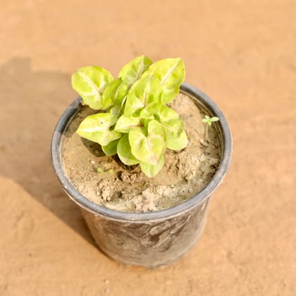 Buy Syngonium Golden in 5 Inch Nursery Pot | Urvann.com