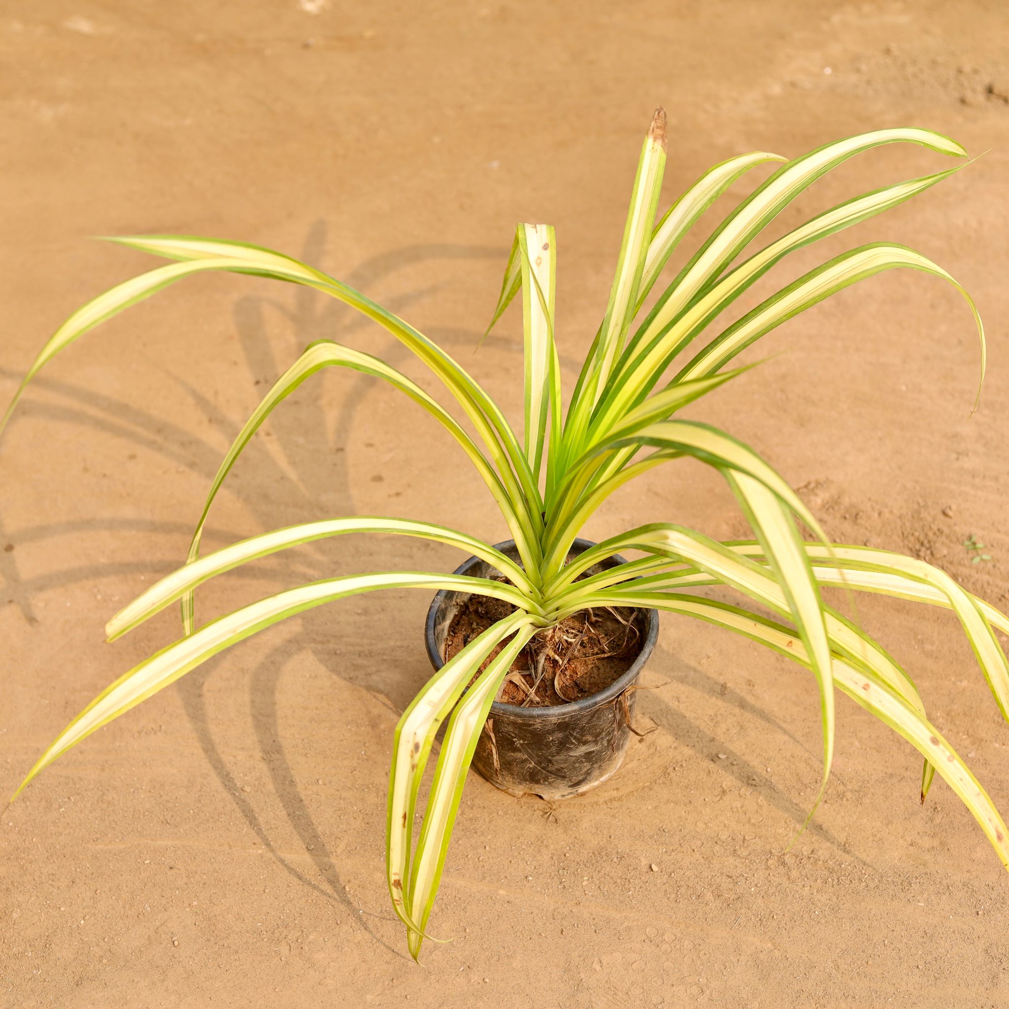 Pandanus in 6 Inch Nursery Pot