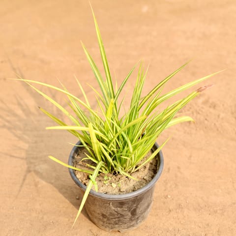 Pandanus in 6 Inch Nursery Pot