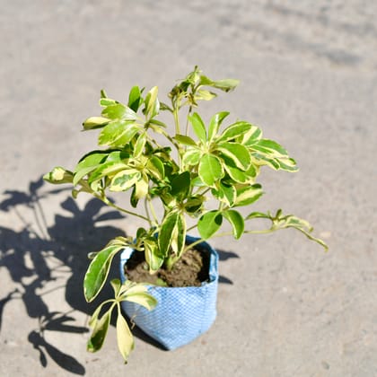 Buy Schefflera Variegated in 5 Inch Nursery bag | Urvann.com