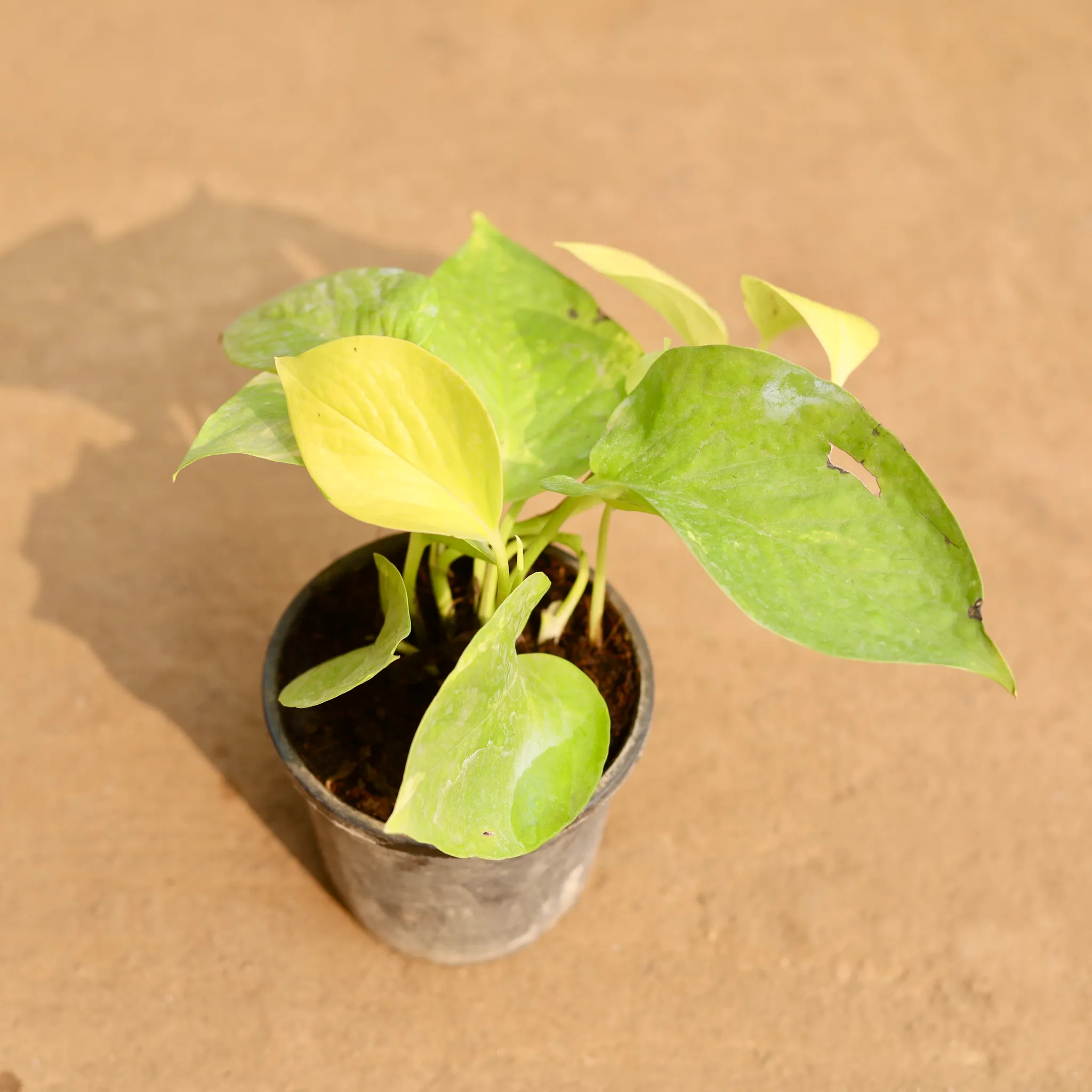 Money Plant Golden in 4 Inch Nursery Pot