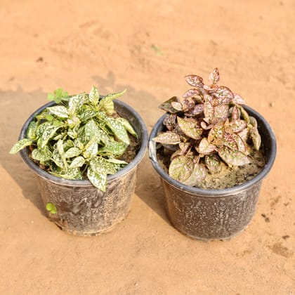 Buy Set of 2 - Hypoestes / Polka Dot (Any Colour) in 6 Inch Nursery Pot | Urvann.com