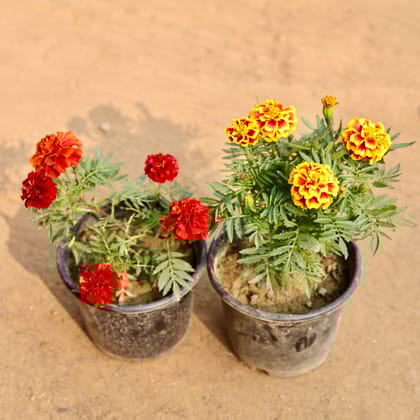 Buy Set of 2 - Marigold French Red & Marigold / Genda (Any Colour) in 6 Inch Nursery Pot | Urvann.com