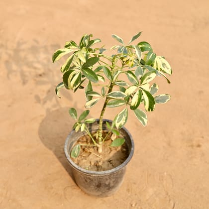 Buy Schefflera Variegated in 6 Inch Nursery Pot | Urvann.com