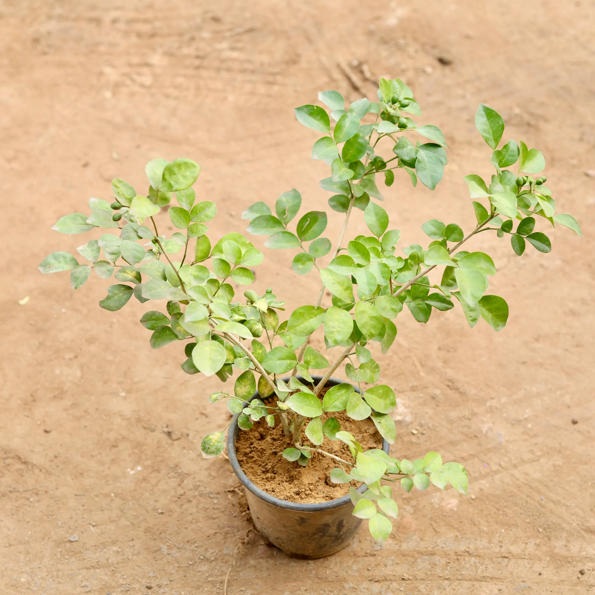 Madhu Kamini White in 6 Inch Nursery Pot