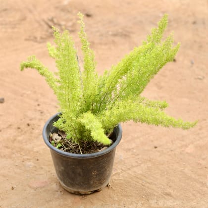 Buy Asparagus Mary in 6 Inch Nursery Pot | Urvann.com