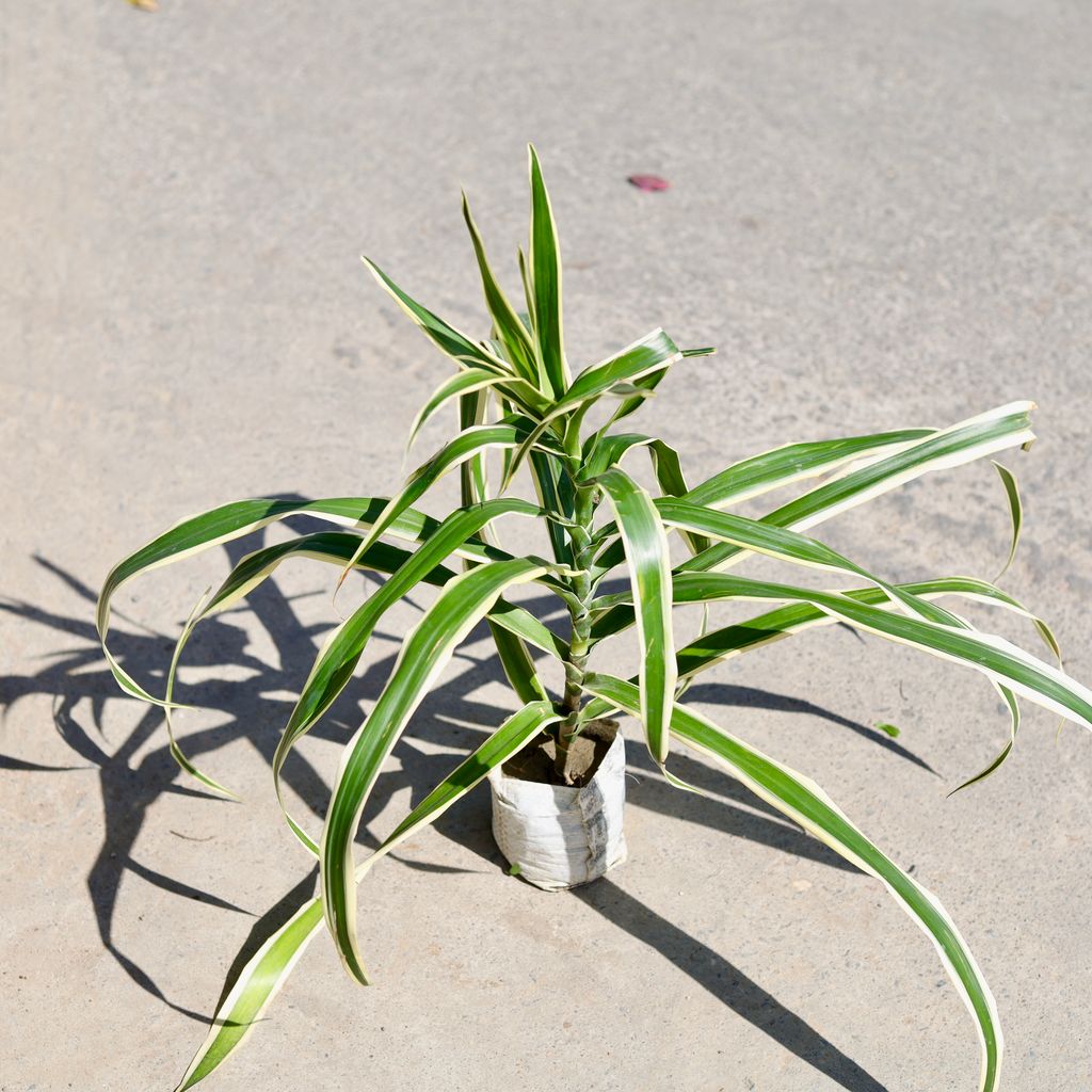 Buy Dracaena Jamaica in 5 Inch Nursery bag | Urvann.com Dracaena Jamaica in 5 Inch Nursery bag