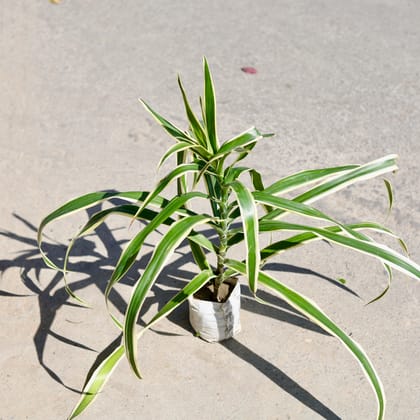 Buy Dracaena Jamaica in 5 Inch Nursery bag | Urvann.com