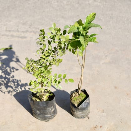 Buy Set of 2 - Madhu Kamini / Murraya & Chandni / Jasmine in 6 Inch Nursery bag | Urvann.com