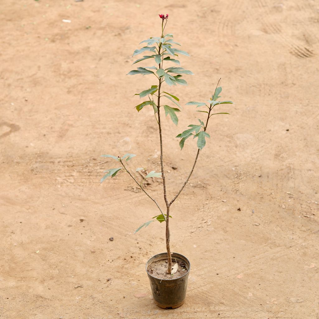 Buy Jatropha / Sunder Rupa (Any Colour) in 6 Inch Nursery Pot | Urvann.com Jatropha / Sunder Rupa (Any Colour) in 6 Inch Nursery Pot