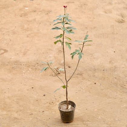 Buy Jatropha / Sunder Rupa (Any Colour) in 6 Inch Nursery Pot | Urvann.com
