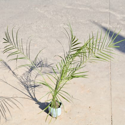 Buy Phoenix Palm in 4 Inch Nursery bag | Urvann.com