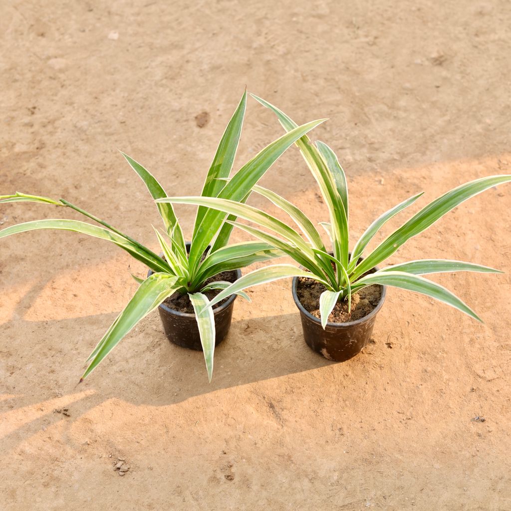 Buy Set of 2 - Spider Plant in 4 Inch Nursery Pot | Urvann.com Set of 2 - Spider Plant in 4 Inch Nursery Pot