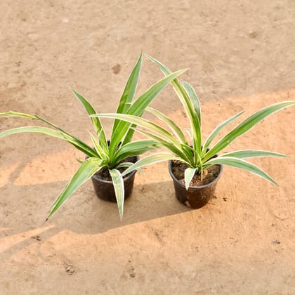 Buy Set of 2 - Spider Plant in 4 Inch Nursery Pot | Urvann.com