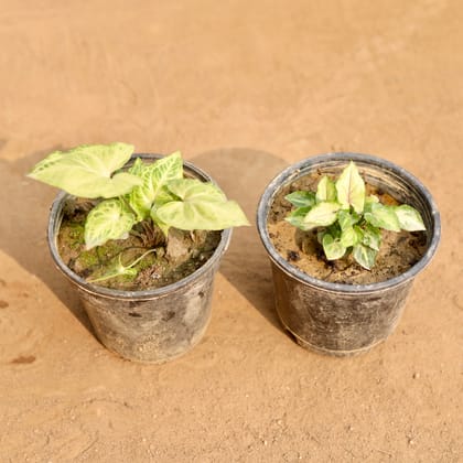 Buy Set of 2 - Syngonium Green & Syngonium White in 5 Inch Nursery Pot | Urvann.com
