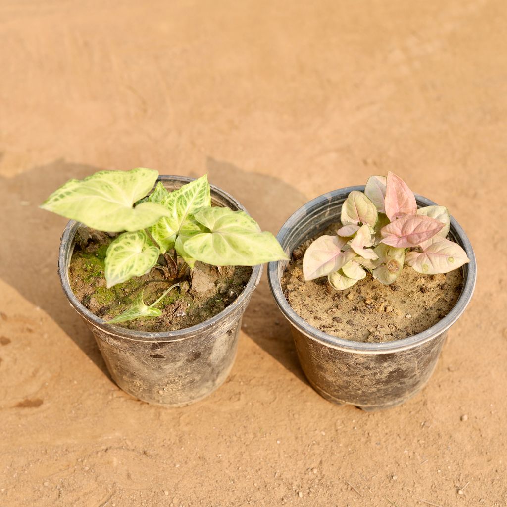 Buy Set of 2 - Syngonium Green & Syngonium Pink in 5 Inch Nursery Pot | Urvann.com Set of 2 - Syngonium Green & Syngonium Pink in 5 Inch Nursery Pot