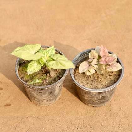 Buy Set of 2 - Syngonium Green & Syngonium Pink in 5 Inch Nursery Pot | Urvann.com