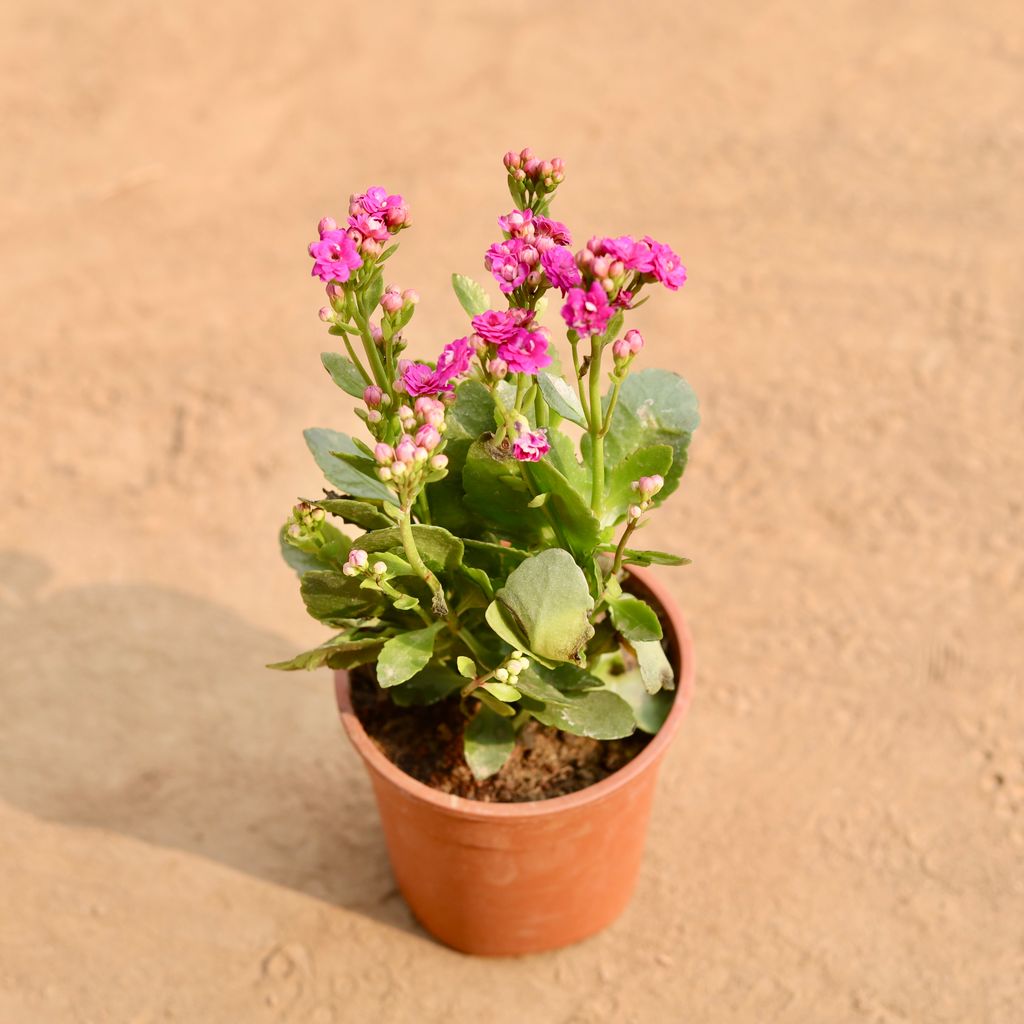 Kalanchoe Pink Succulent in 5 Inch Nursery Pot