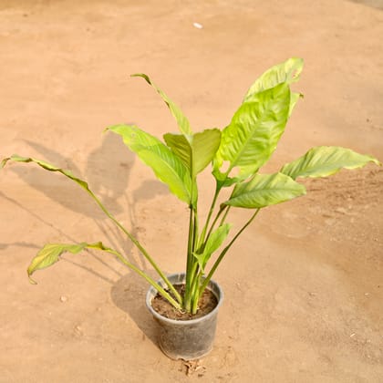 Buy Peace Lily in 6 Inch Nursery Pot | Urvann.com
