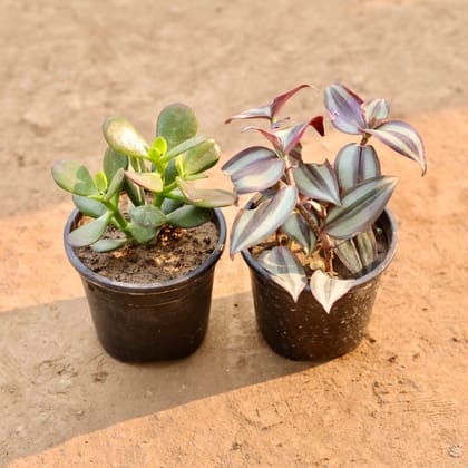 Buy Set of 2 - Wandering Jew & Cassula in 4 Inch Nursery Pot | Urvann.com