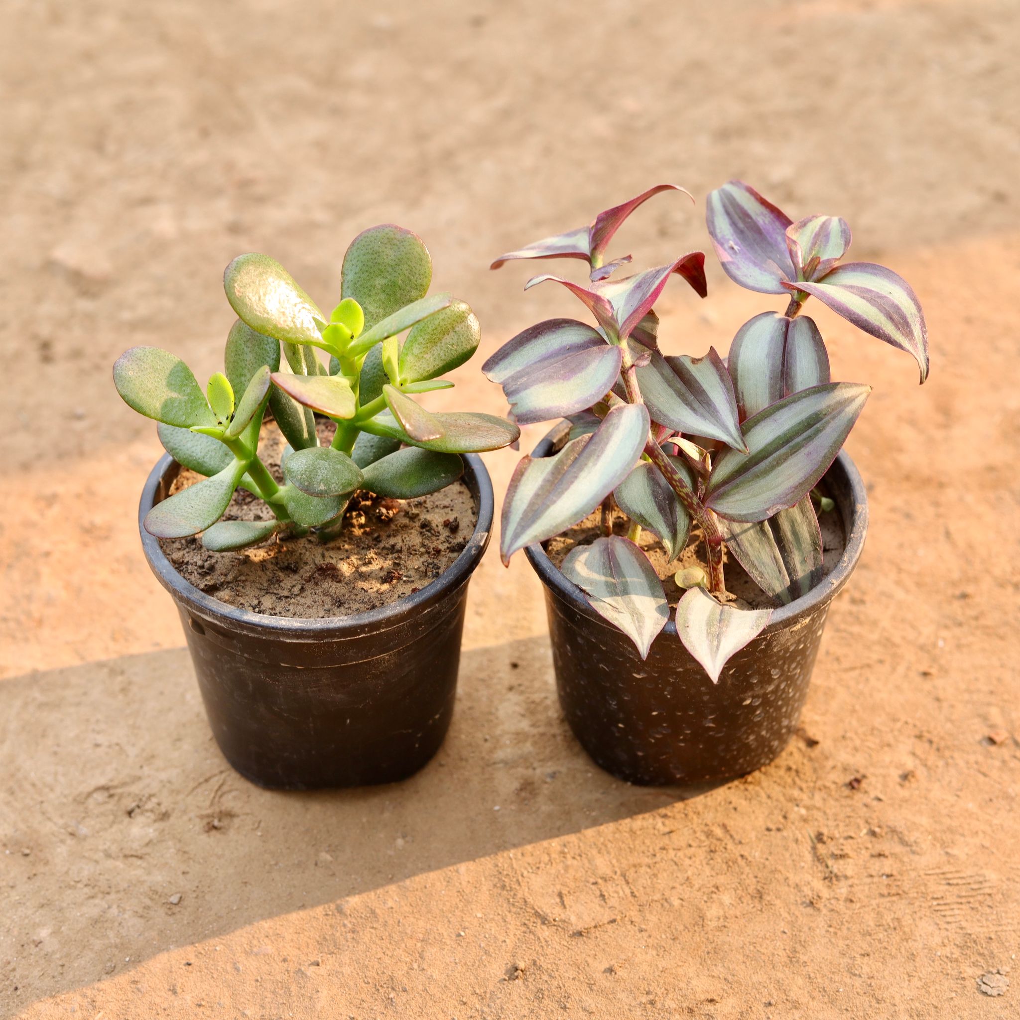 Set of 2 - Wandering Jew & Cassula in 4 Inch Nursery Pot