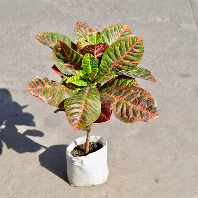Croton Petra in 6 Inch Nursery bag