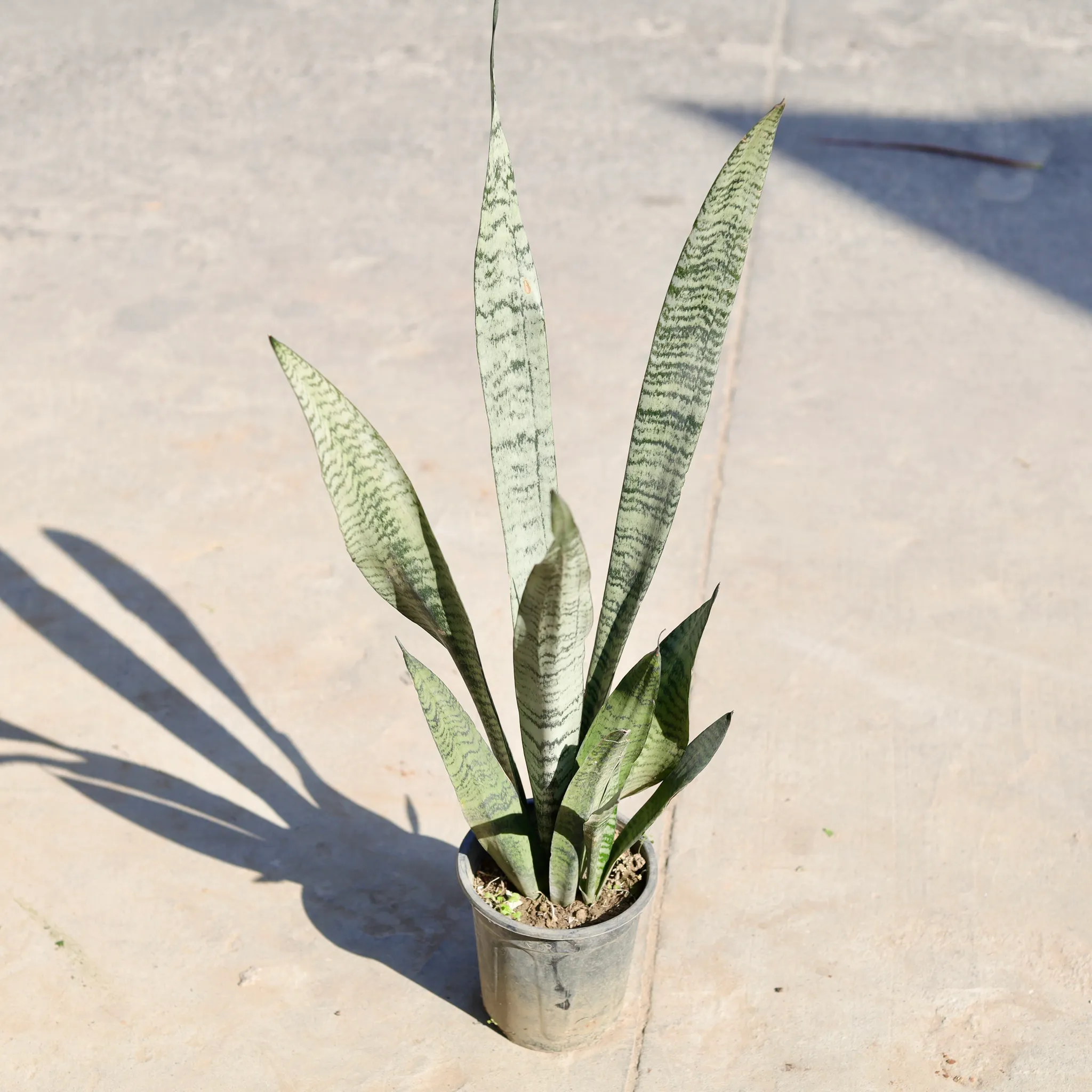 Snack Long in 6 Inch Nursery bag