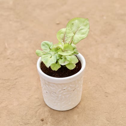 Buy Syngonium White in 4 Inch Ceramic Pot | Urvann.com
