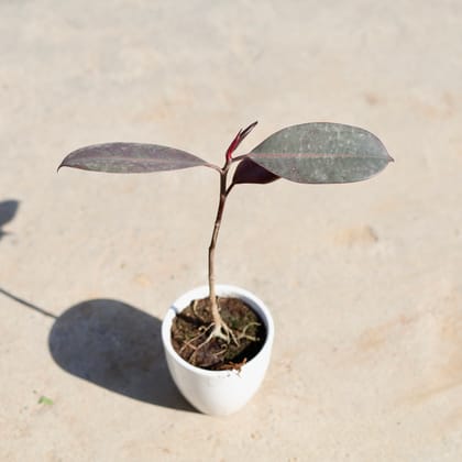 Buy Rubber Black in 4 Inch Ceramic Pot | Urvann.com
