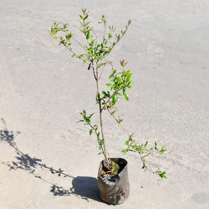 Buy Anar / Pomegranate in 8 Inch Nursery bag | Urvann.com