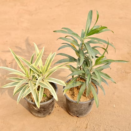 Buy Set of 2 - Song of India (Any Colour) in 6 Inch Nursery Pot | Urvann.com