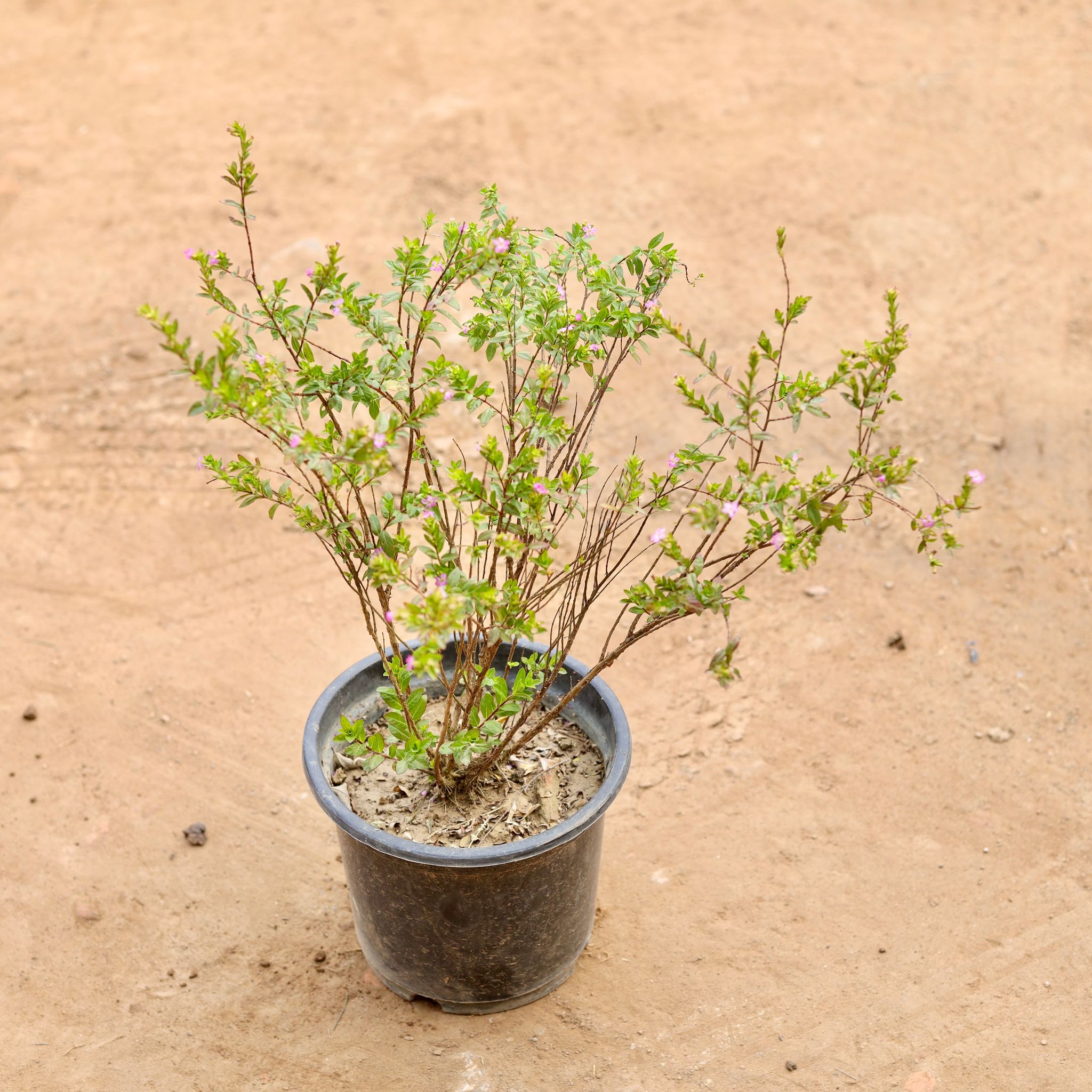 Cuphea / False Heather (Any Colour) in 8 Inch Nursery Pot
