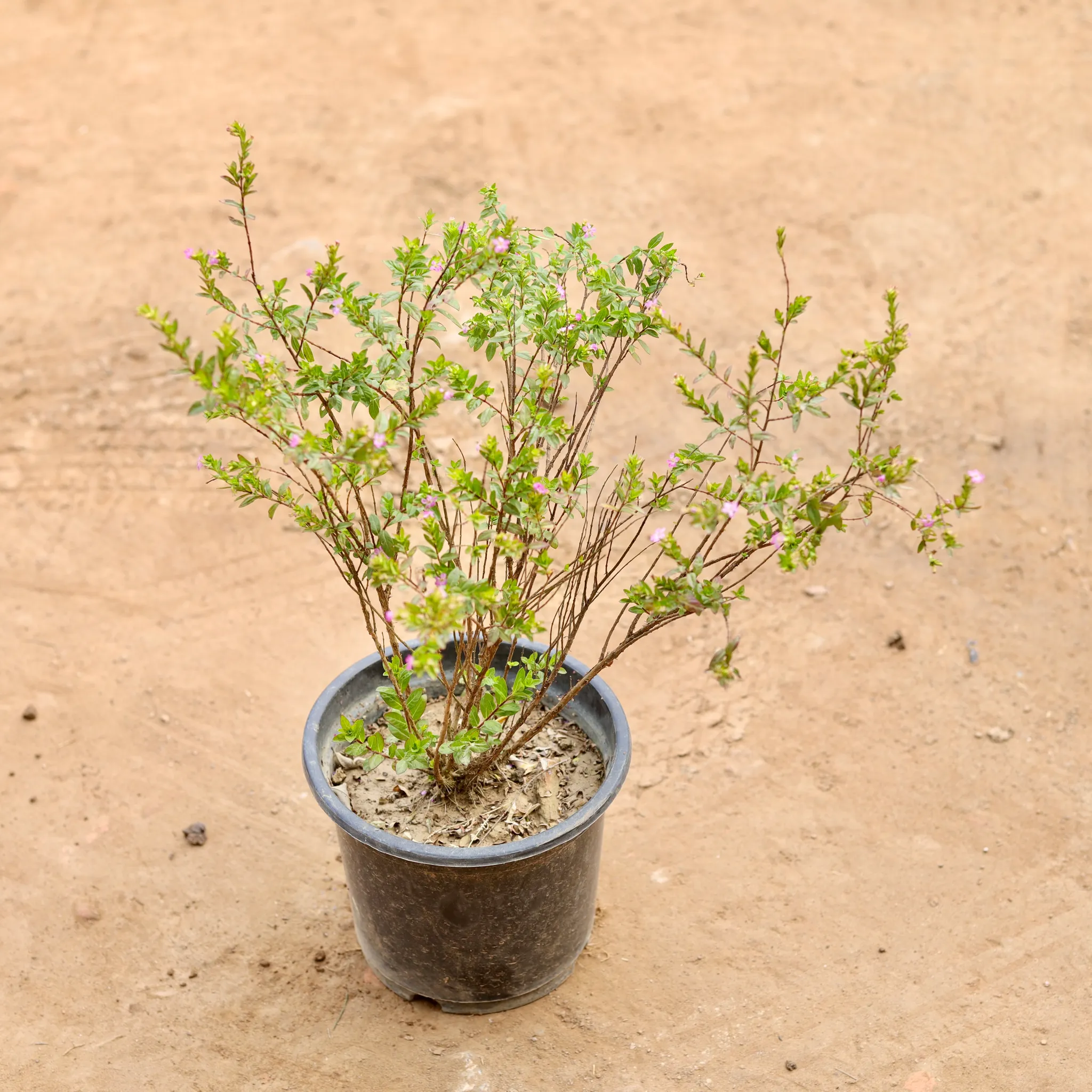 Cuphea / False Heather (Any Colour) in 8 Inch Nursery Pot