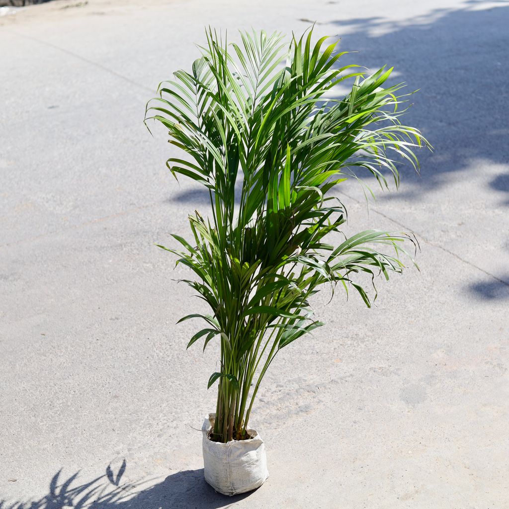 Buy Areca Palm in 7 Inch Nursery bag | Urvann.com Areca Palm in 7 Inch Nursery bag