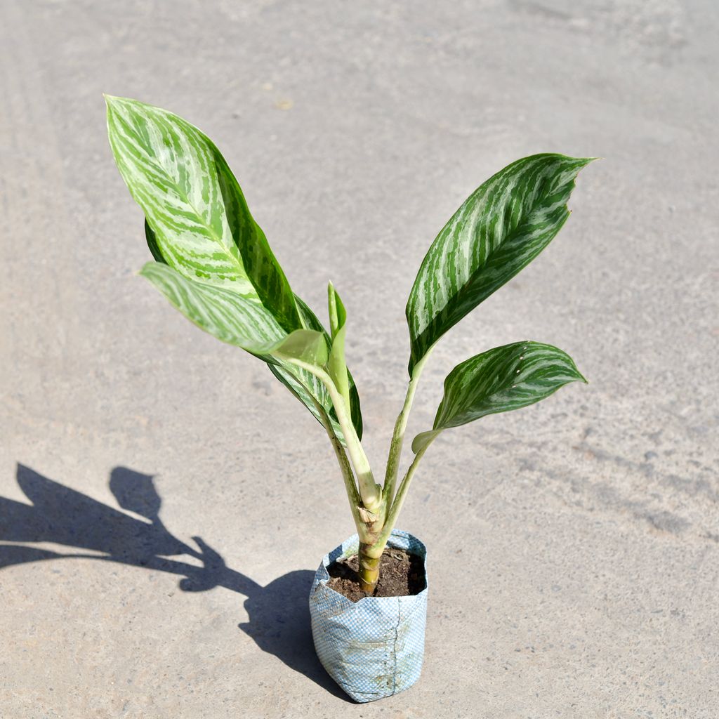 Aglaonema Dove in 7 Inch Nursery bag
