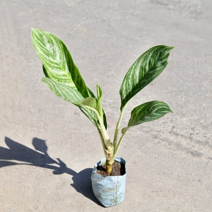 Buy Aglaonema Dove in 7 Inch Nursery bag | Urvann.com