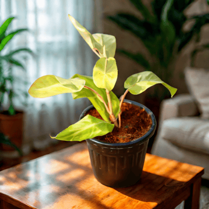 Philodendron MoonShine in 6 Inch Black Super Nursery Pot