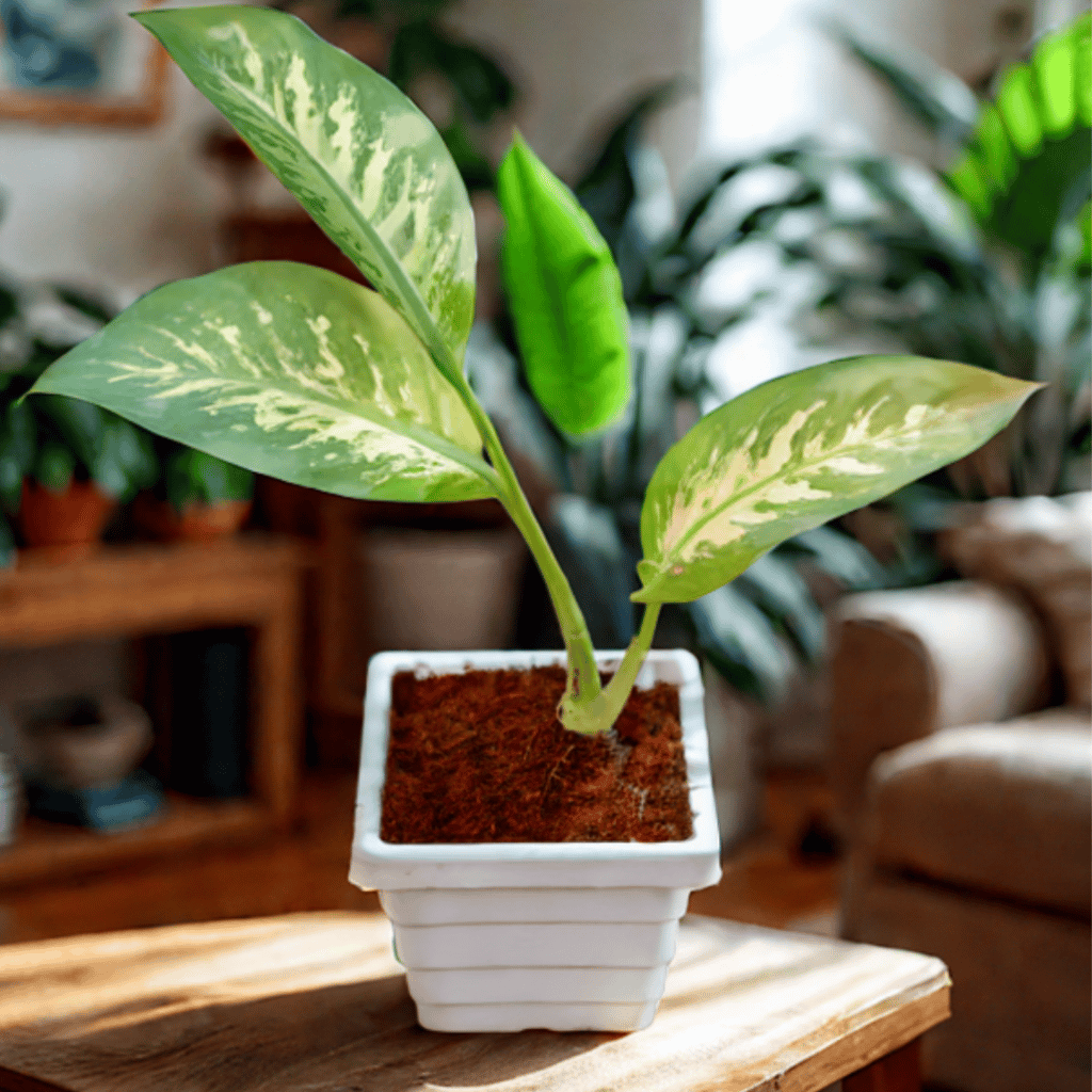 Dieffenbachia Seguine in 6 Inch White Marble Premium Orchid Square Plastic Pot Dieffenbachia Seguine in 6 Inch White Marble Premium Orchid Square Plastic Pot