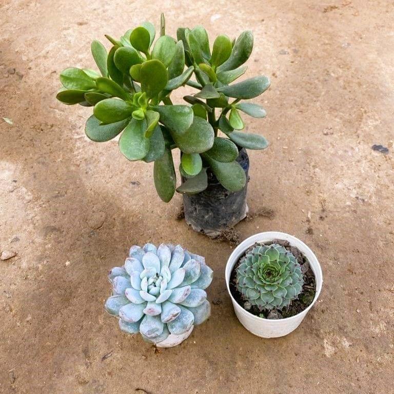 Set of 3 crassula ovata, laxmi Kamal & echevaria succulent