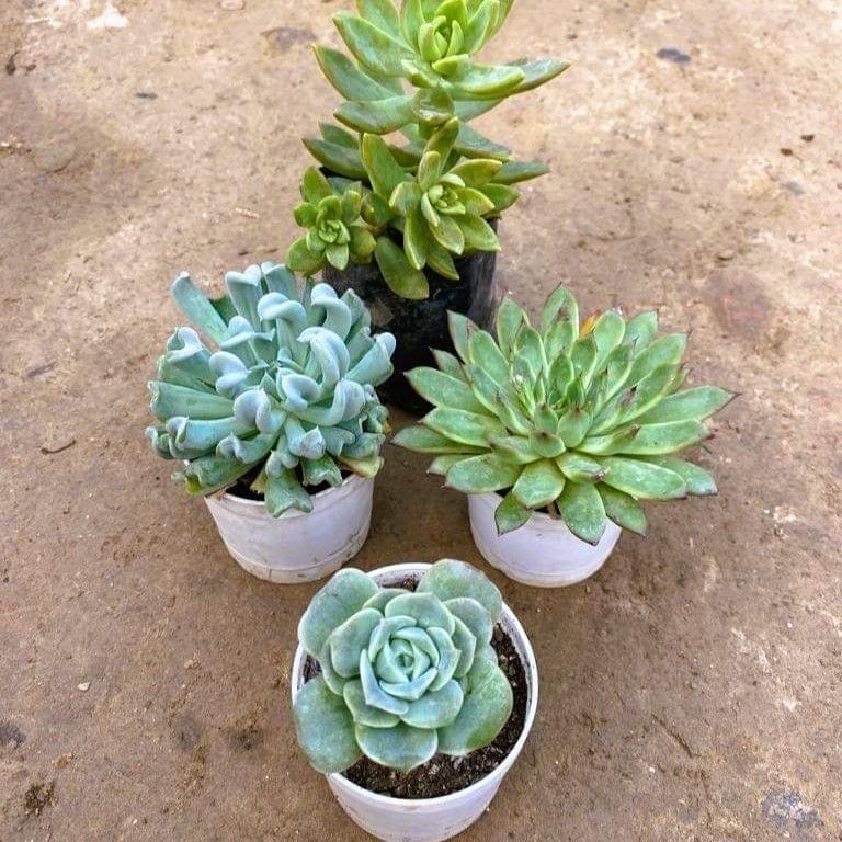 Set of 4 - Sedum Adofil, Echeveria Cubic Froast, Echeveria Rose & Echeveria Succulent