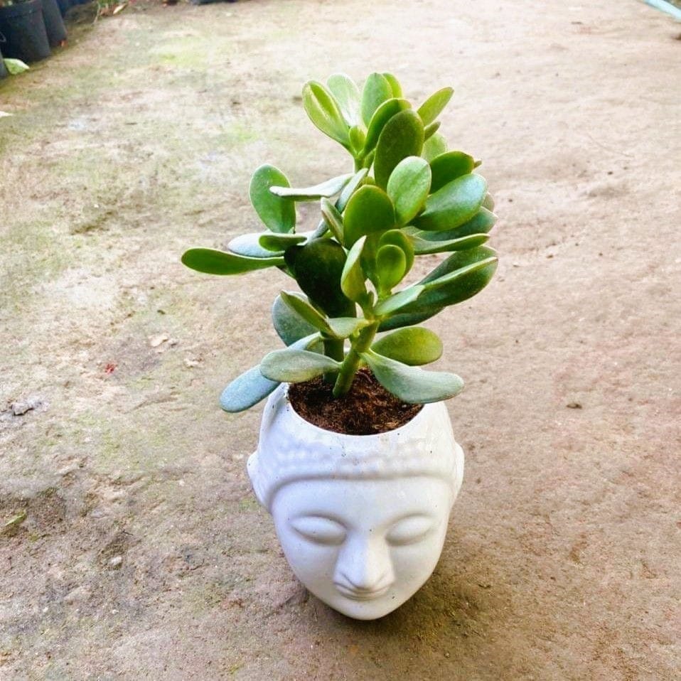 Crassula Jade in 4 Inch Buddha Designer Ceramic Pot (any colour)