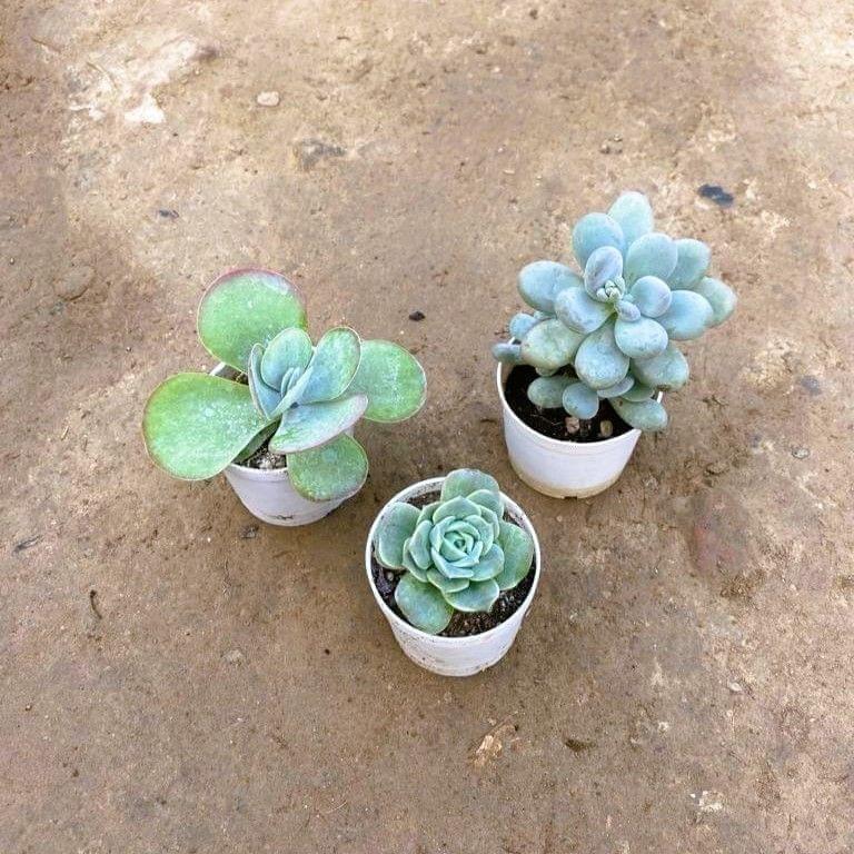Set of 3 - Kalanchoe, Moonstone & Echeveria Rose Succulent in 3 Inch Nursery Pot