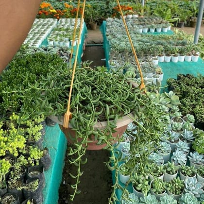 String of Chilli Succulent in 8 Inch Hanging Basket