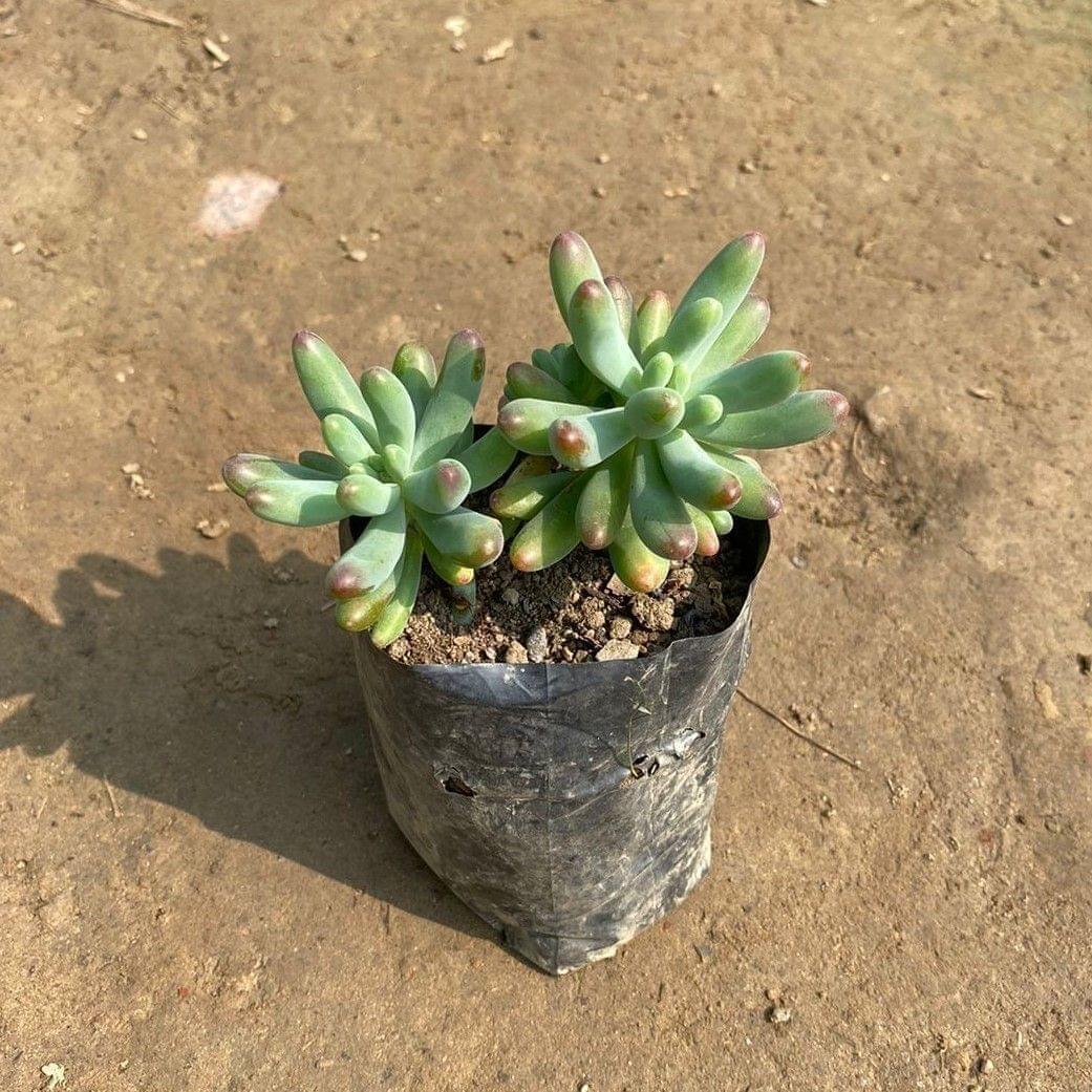 String of Bananas Succulent in 3 Inch Nursery Bag
